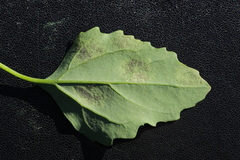 Chenopodium album