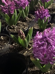 Hyacinthus