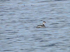 Podiceps auritus