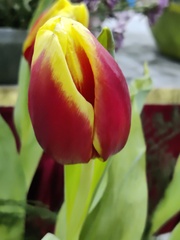 Tulipa