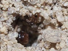 Pheidole bicarinata