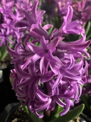 Hyacinthus