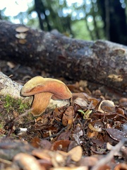 Chalciporus aurantiacus