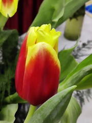 Tulipa
