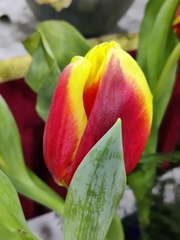 Tulipa