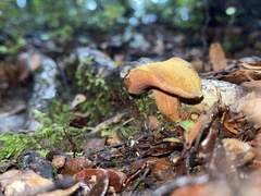 Chalciporus aurantiacus