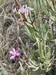 Limoniastrum monopetalum