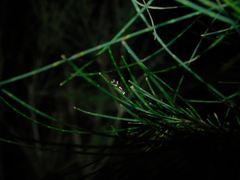 Monopis icterogastra