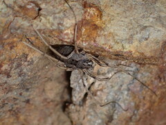 Protolophus