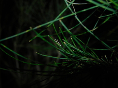 Monopis icterogastra