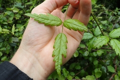 Rubus schmidelioides