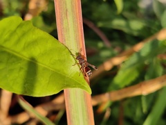 Polistes stigma