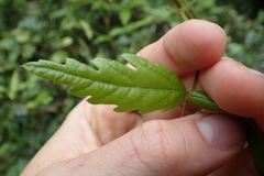 Rubus schmidelioides