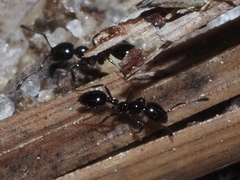 Monomorium viridum