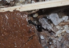 Monomorium viridum