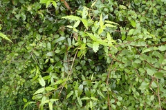 Rubus schmidelioides