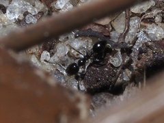 Monomorium viridum