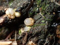 Sphaerobolus stellatus