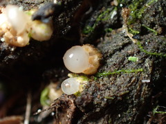 Sphaerobolus stellatus