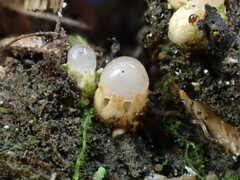 Sphaerobolus stellatus