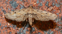 Parapoynx crisonalis
