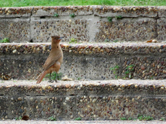 Pseudoseisura lophotes