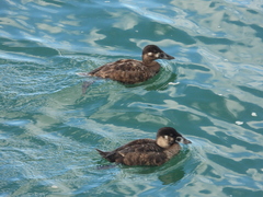 Melanitta perspicillata