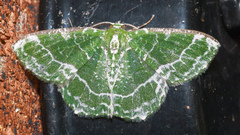 Eucyclodes insperata