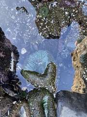 Anthopleura xanthogrammica