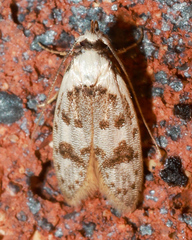 Scatochresis innumera
