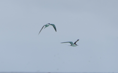 Onychoprion fuscatus