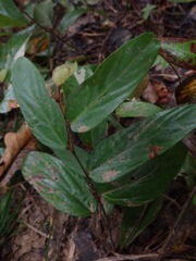 Flemingia strobilifera