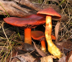 Cortinarius persplendidus