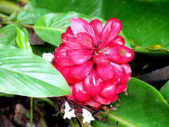 Costus comosus