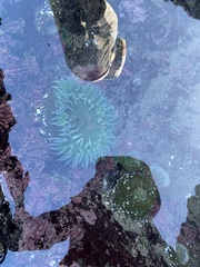 Anthopleura xanthogrammica