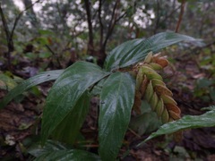 Flemingia strobilifera