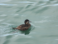 Melanitta perspicillata