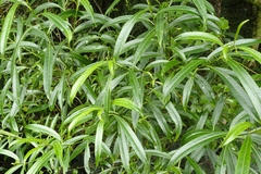 Melicytus lanceolatus