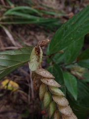 Flemingia strobilifera