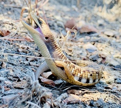 Gerrhonotus liocephalus