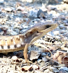 Gerrhonotus liocephalus