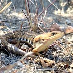 Gerrhonotus liocephalus