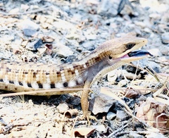 Gerrhonotus liocephalus