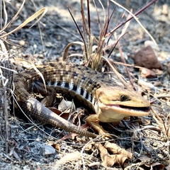 Gerrhonotus liocephalus