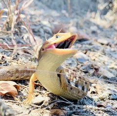 Gerrhonotus liocephalus