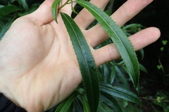Melicytus lanceolatus