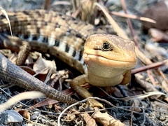 Gerrhonotus liocephalus