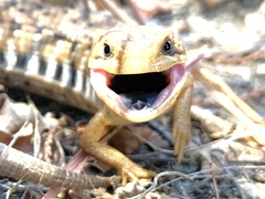 Gerrhonotus liocephalus