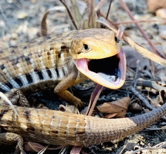 Gerrhonotus liocephalus
