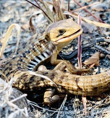 Gerrhonotus liocephalus